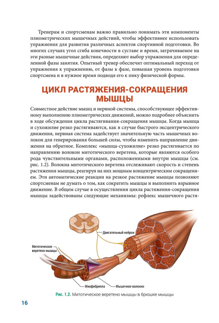 Анатомия плиометрики