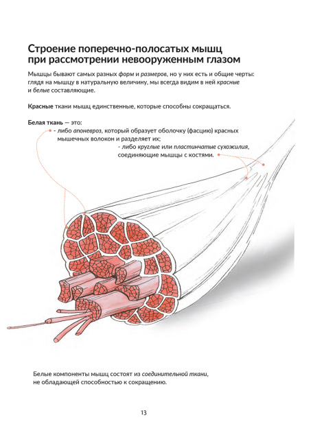 Анатомия йоги: как работают мышцы