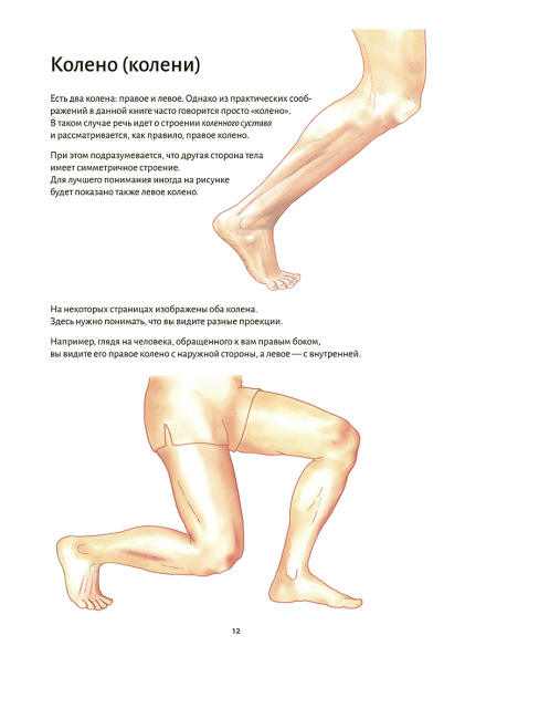 Анатомия йоги: колени